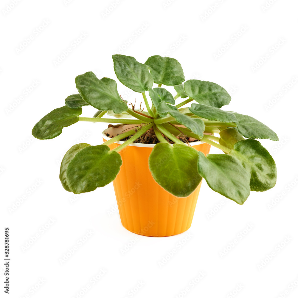 violet flower in orange pot isolated on a white background. front view. violet flower in orange pot isolated on a white background. front view.