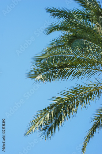 Green palm leaves against a clear blue sky. Traveling background concept. Coconut palm tree branches. Health, environmental friendliness and a clean environment for life.
