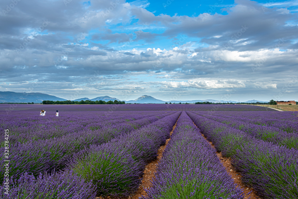 Obraz premium Fragrant lavender field, Provence