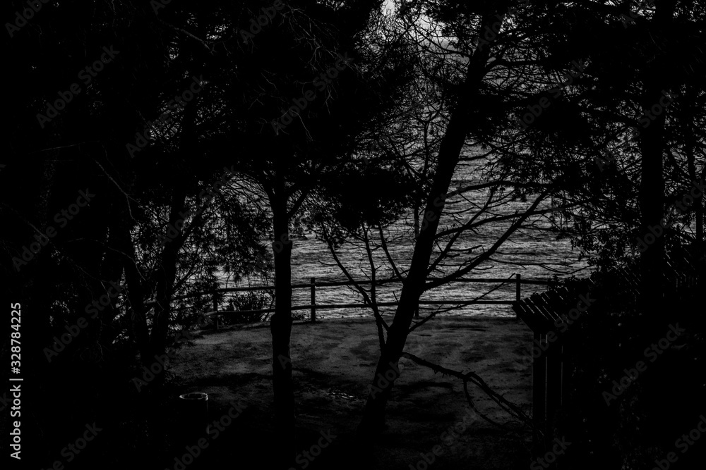 silhouette of trees in black and white with the sea in the background