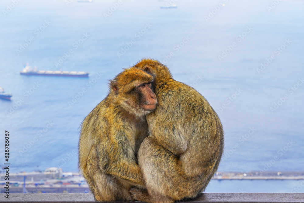 Naklejka premium Two monkeys hug, Strait of Gibraltar, Spain. With selective focus.