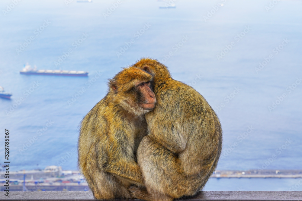 Two monkeys hug, Strait of Gibraltar, Spain. With selective focus.