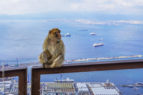 Monkey sitting on the railing, Strait of Gibraltar, Spain. With selective focus. © ggfoto