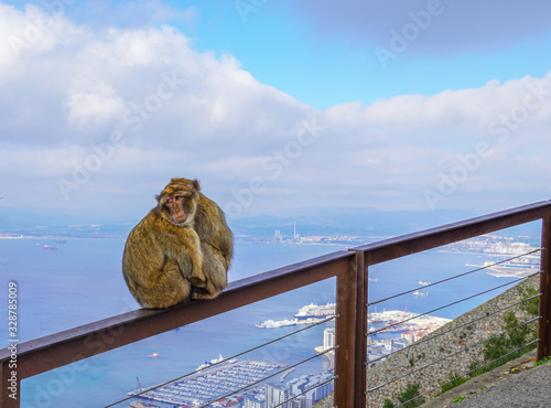 Photos Two monkeys hug, Strait of Gibraltar, Spain.