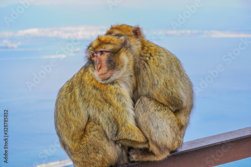 Two monkeys hug, Strait of Gibraltar, Spain. With selective focus.