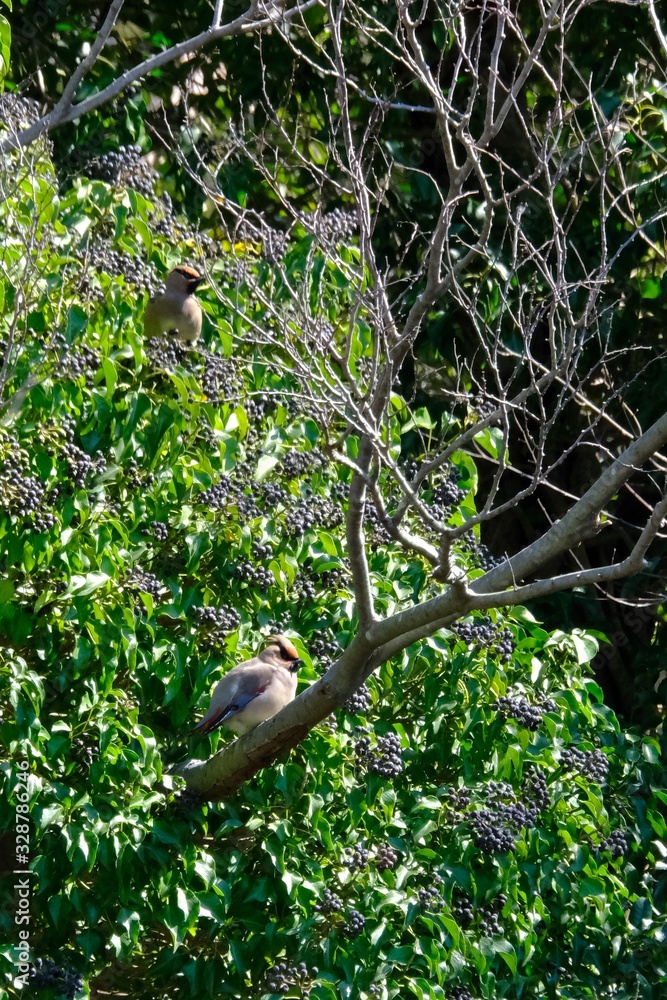 japanese waxwing on branch japanese waxwing on branch