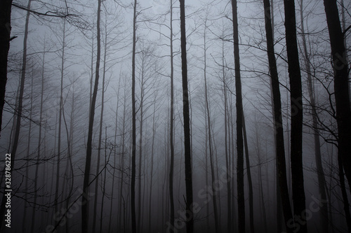 dark forest and trees in fog