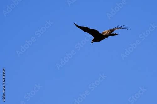 black kite in flight