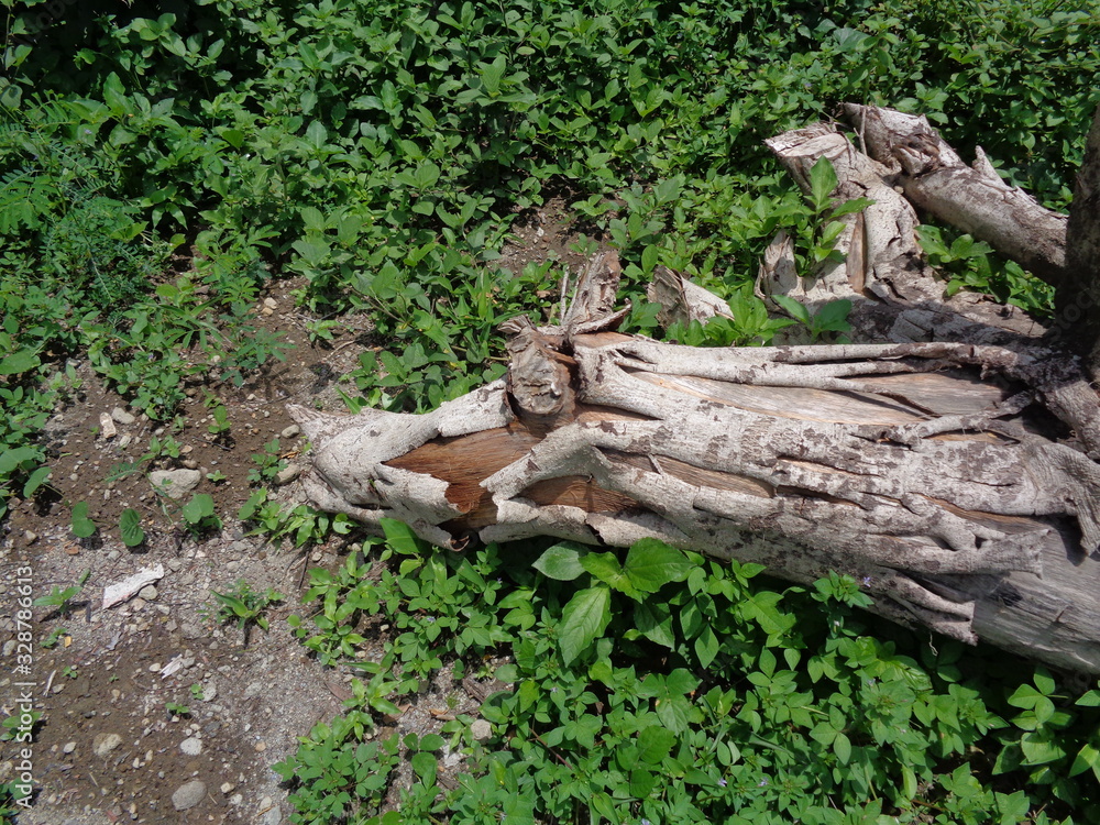 Close up wood beam on the nature background Close up wood beam on the nature background