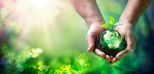 Earth Day - Growing Plant On Globe In The Green Forest - Environment Concept