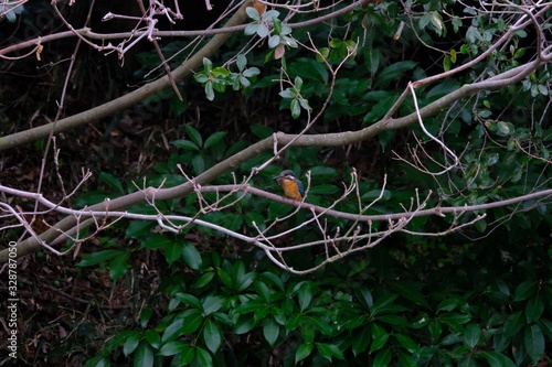 kingfisher on branch