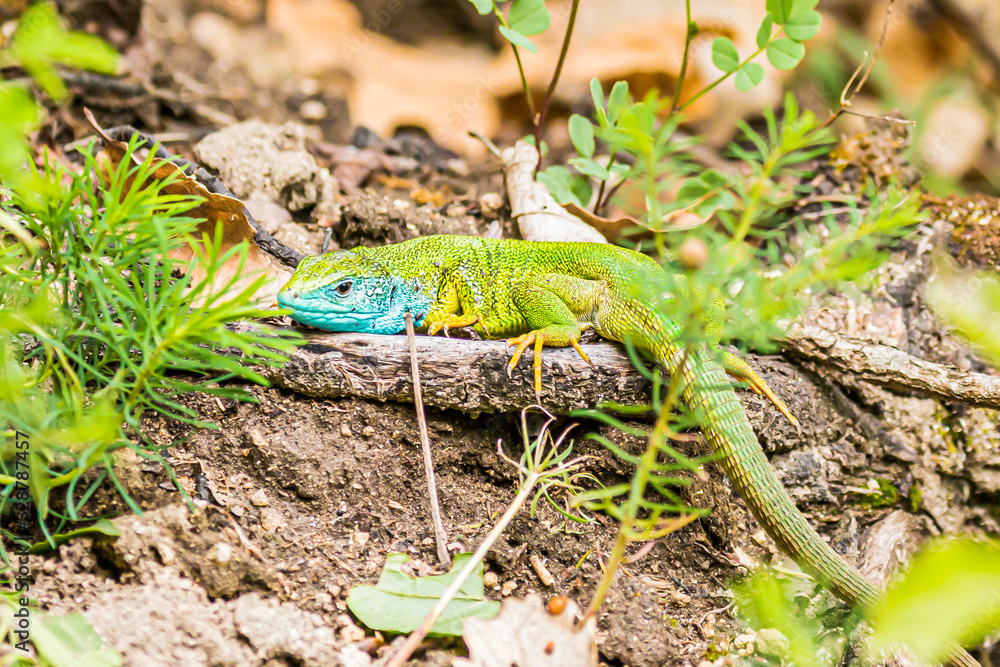 Fototapeta premium lizard in the grass