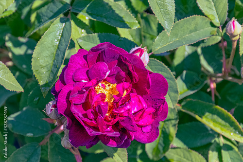 Rosa gallica officinalis known as Gallic, French or Apothecary's rose, rose of Provins and red rose of Lancaster
