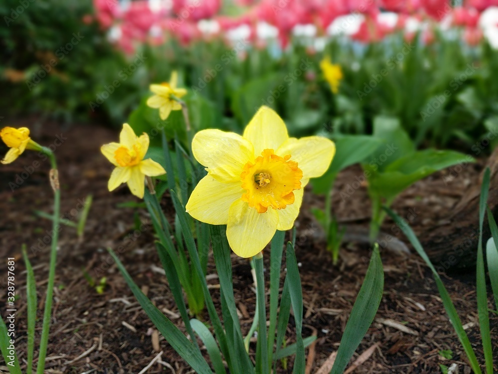 Yellow Daffodils in the Park Yellow Daffodils in the Park