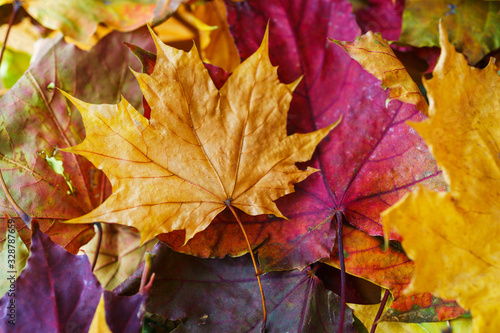 Bright yellow autumn leaves on the ground. Warm day in the autumn city park. Autumn background. Maple leaves, symbol. Soft focus and beautiful bokeh.