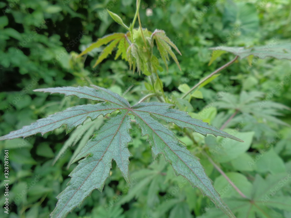Close up shot weeds with nature background Close up shot weeds with nature background