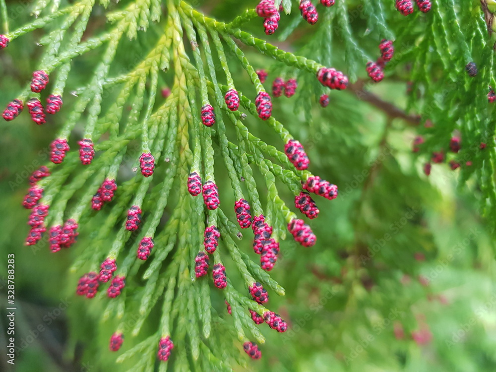 branch of thuja