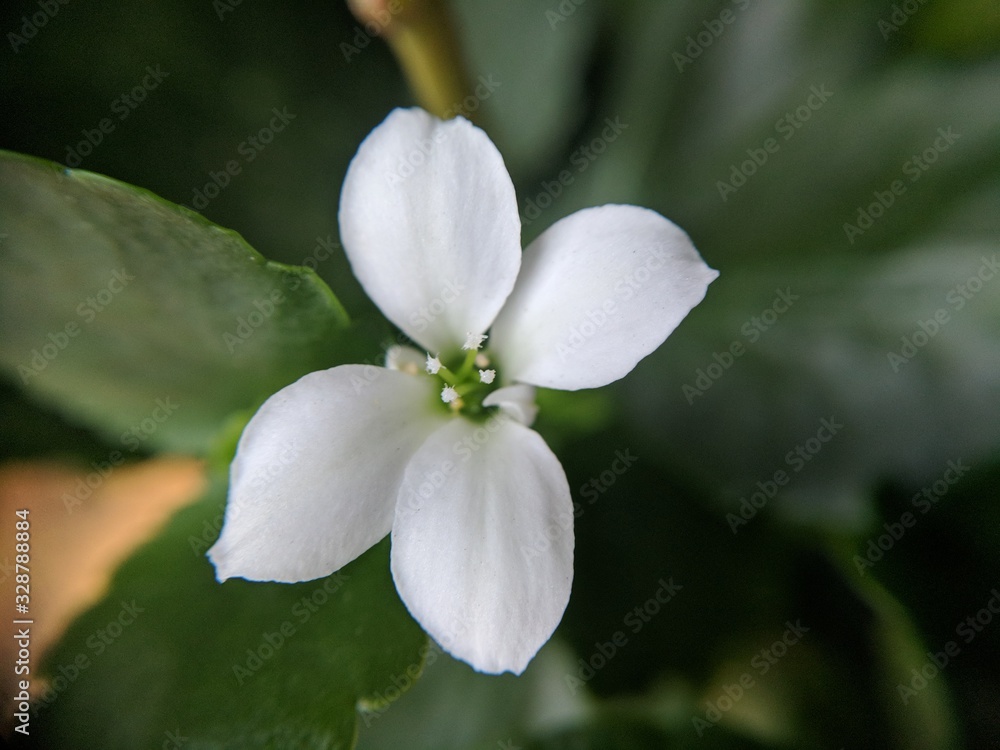 Small White Flower Small White Flower
