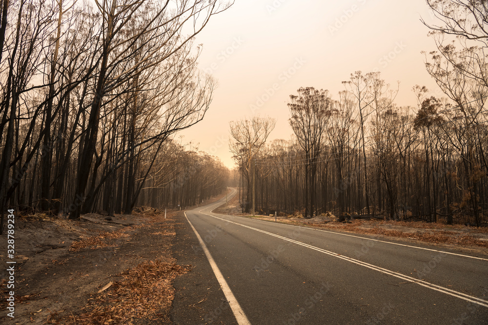 Forest after the bushfire, Australia