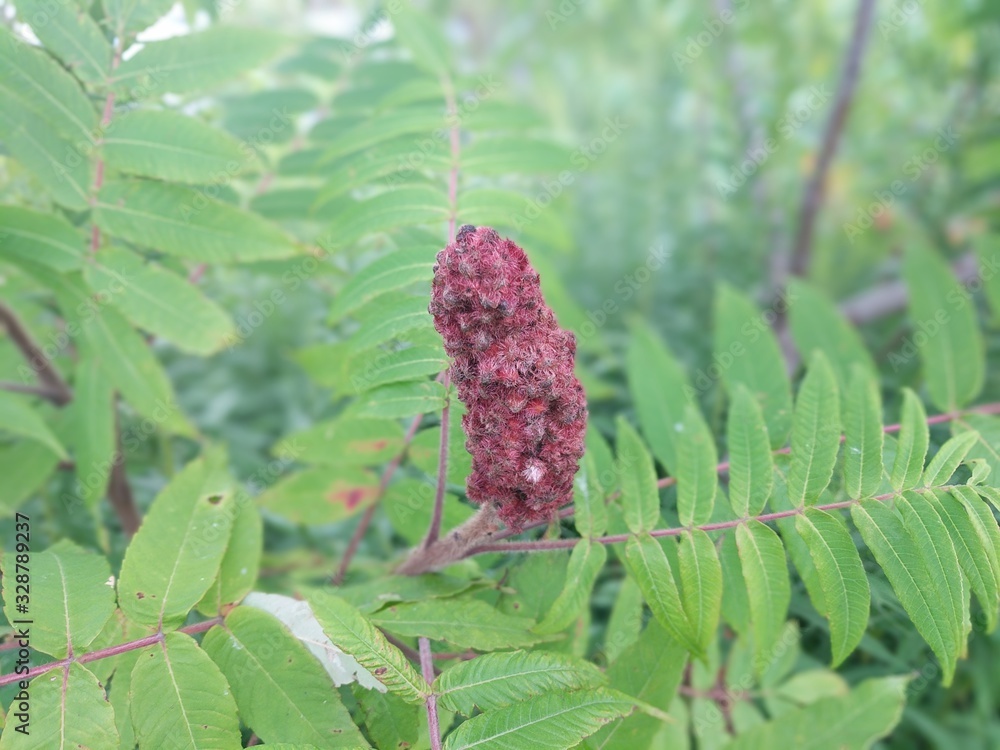 Purple Sumac Flower and Green Leaves Purple Sumac Flower and Green Leaves