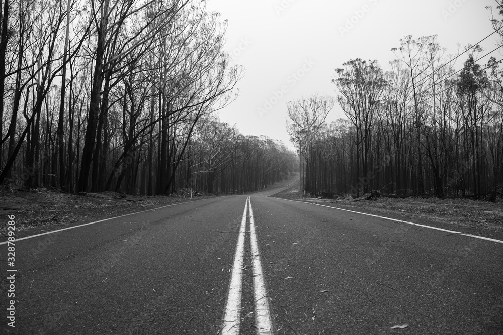 Black and white photo of a forest after the bushfire, Australia Black and white photo of a forest after the bushfire, Australia