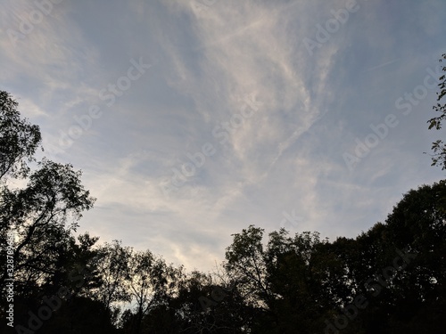 Trees and Sky