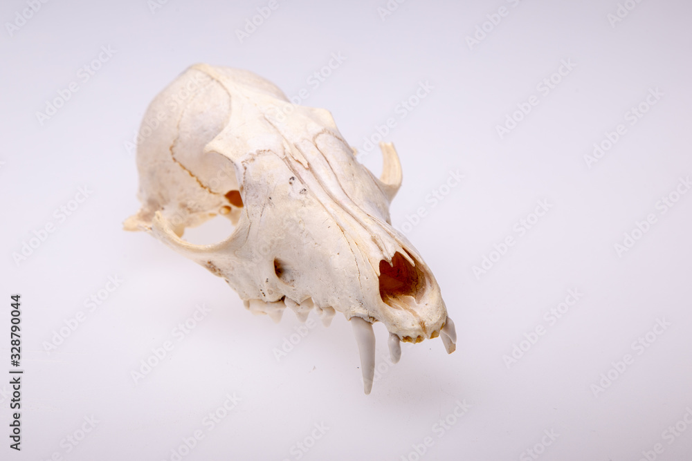 Naklejka premium Skull of a fox on a white background.