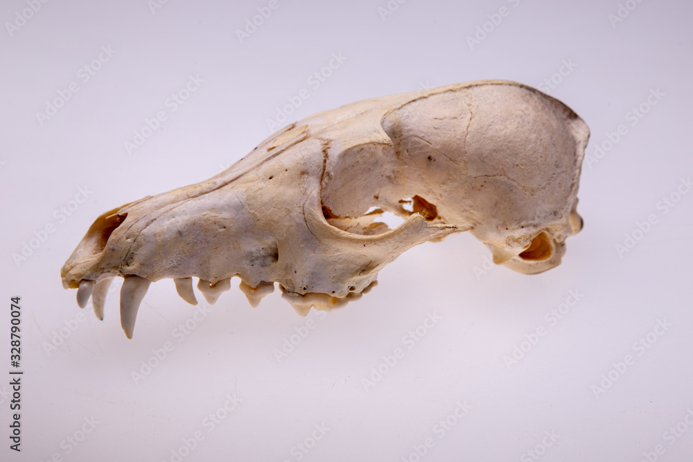 Skull of a fox on a white background. Skull of a fox on a white background.