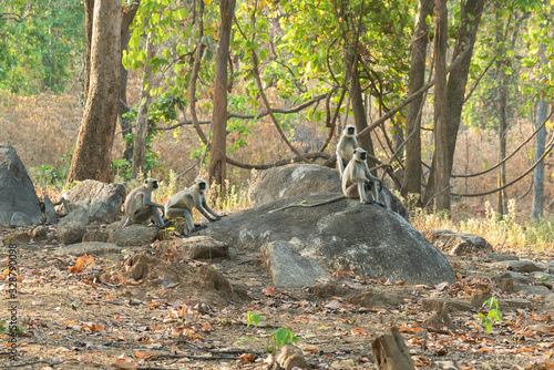 Familia de monos en la India