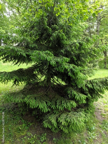 Conifer in the Forest