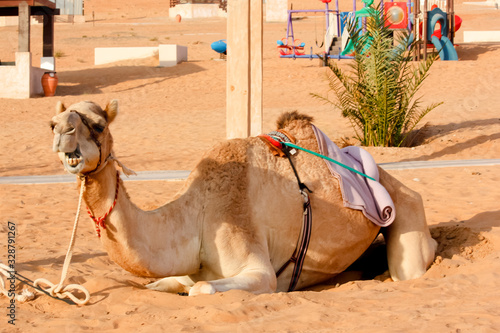 Campo tendato deserto Wahiba Sand Oman