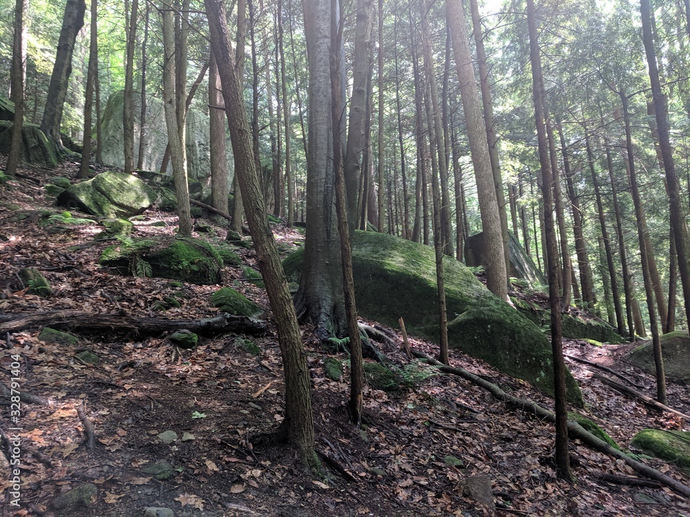 Trees and Rocks in the Forest Trees and Rocks in the Forest