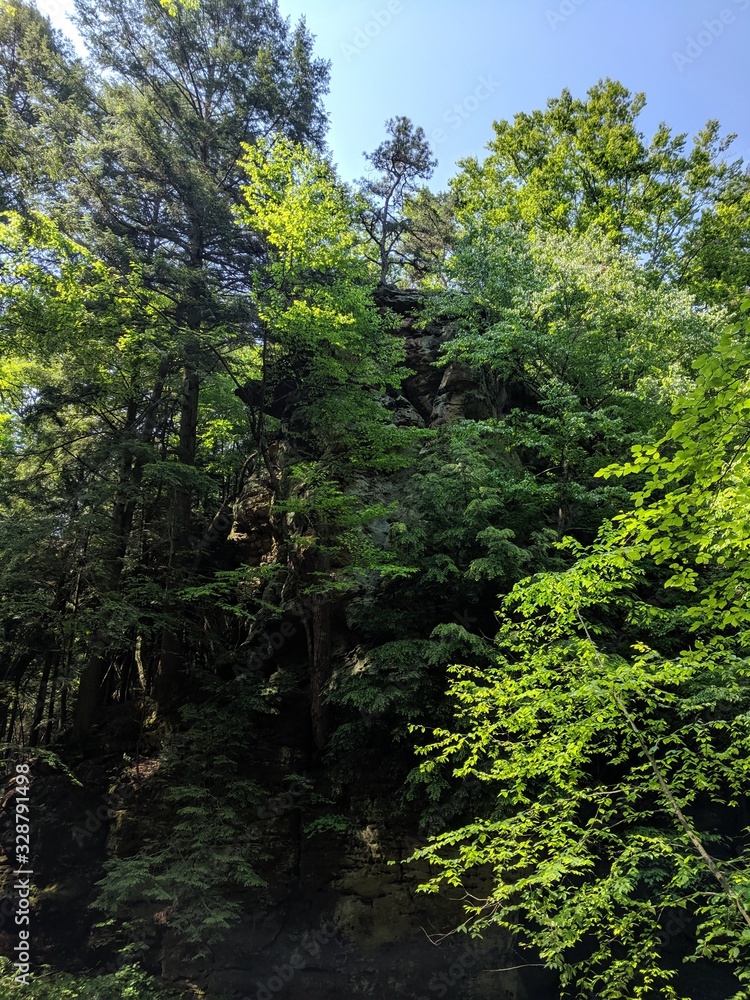 Fototapeta premium Dense Forest in the Gorge