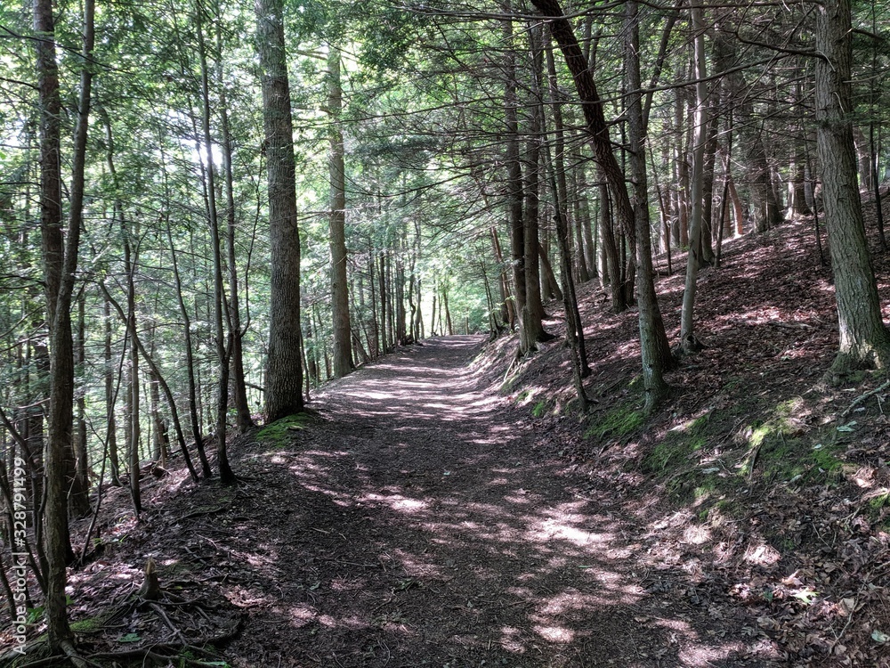 Obraz premium Pathway in the Forest