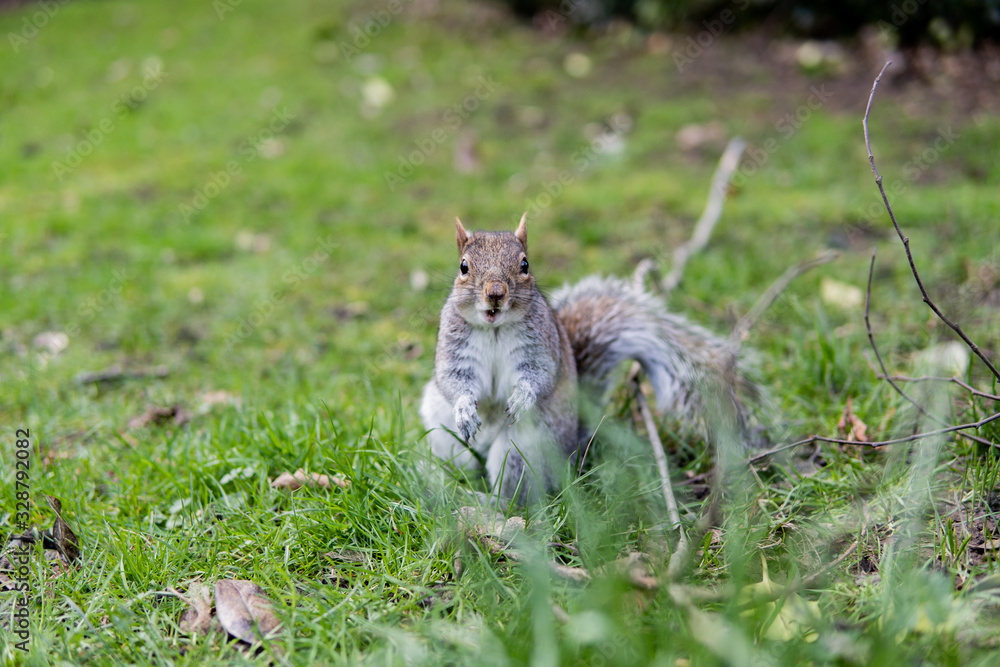 Fototapeta premium British Surprised On Grass