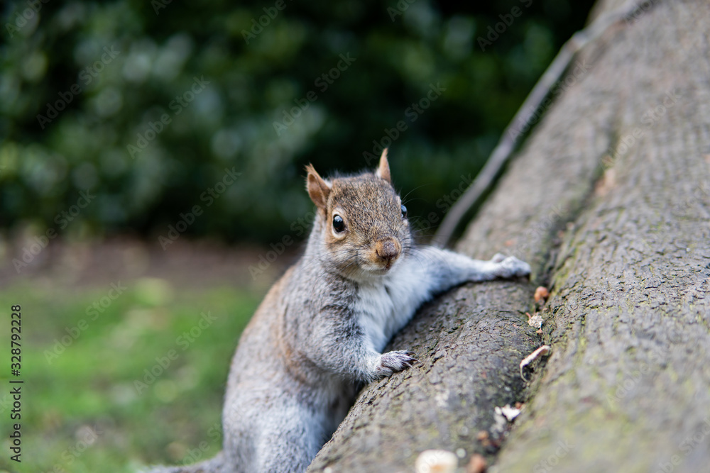 Obraz premium Friendly British Squirrel Checking Up On Things