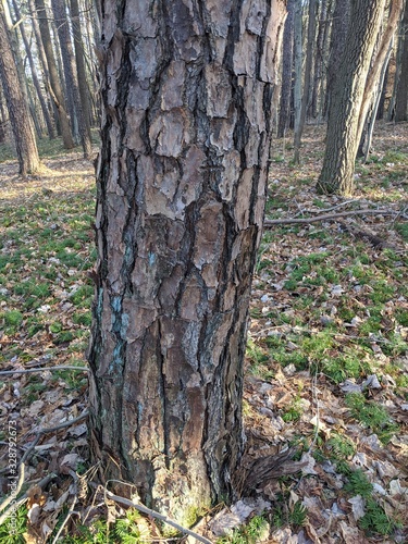 Conifer Tree Bark