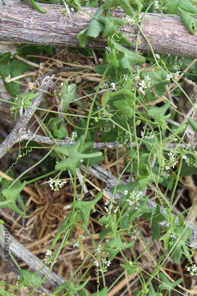Using other plants for support is Desert Starvine, Brandegea Bigelovii, a native of Joshua Tree National Park which regrows as Spring arrives Southern Mojave Desert. Using other plants for support is Desert Starvine, Brandegea Bigelovii, a native of Joshua Tree National Park which regrows as Spring arrives Southern Mojave Desert.