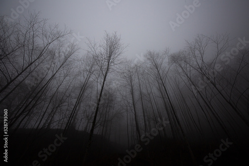 dark misty forest and trees