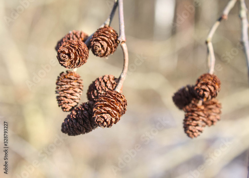 Alder cones alnus glutinosa, sunlight. Close up