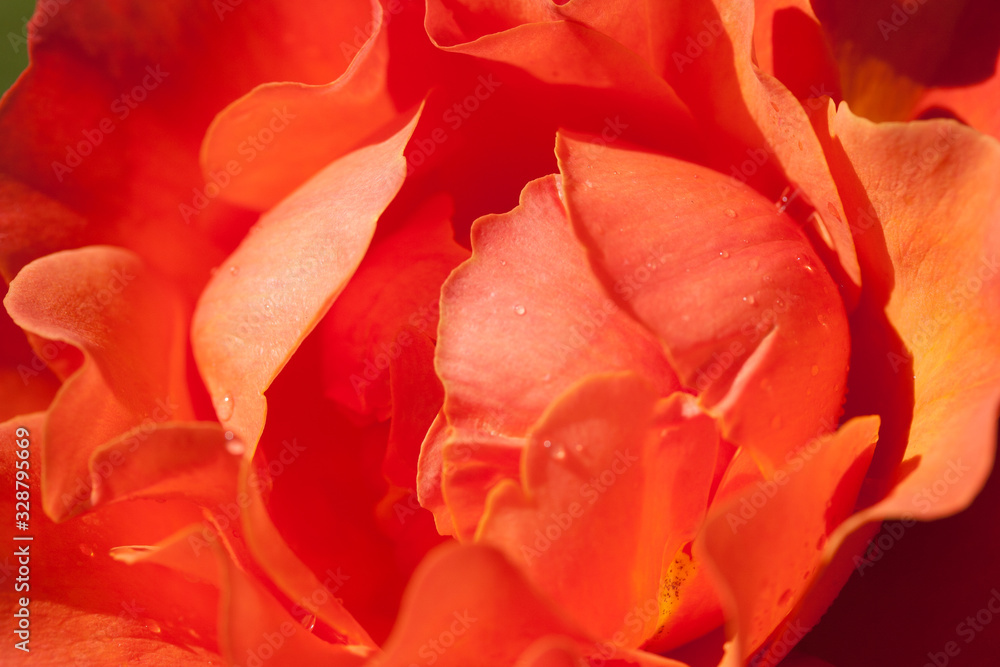 orange rose macro close up in garden orange rose macro close up in garden