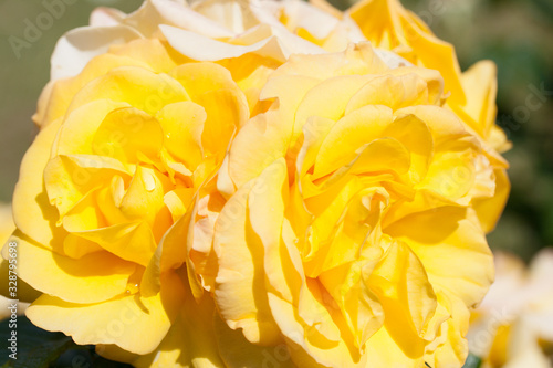 yellowe rose macro close up in garden