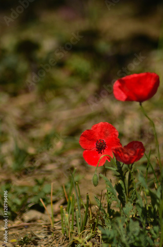 Three poppies, one in full bloom and directed towards the camera, are in a grass-covered field. The photograph has a short depth of field.
