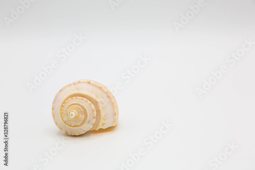 Small Whelk shell