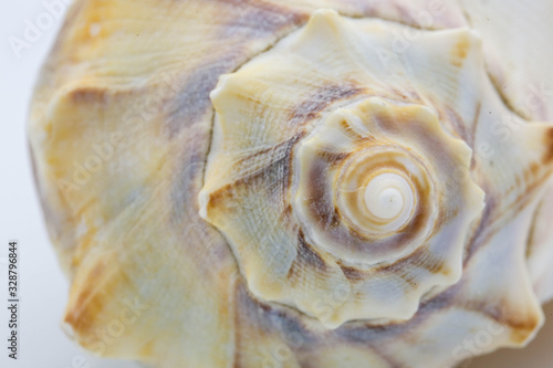 Whelk shell closeup