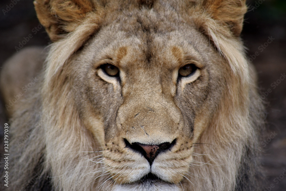 Fototapeta premium portrait of a lion