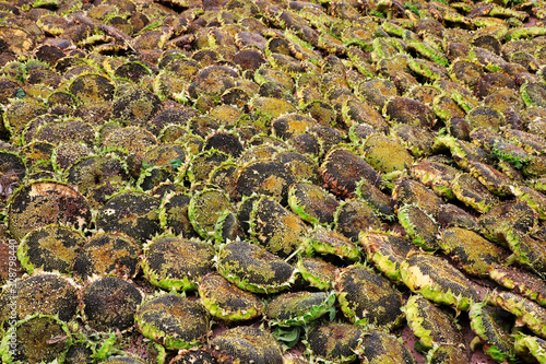 Fotografie oil sunflower seeds