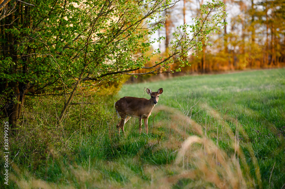 Beautiful Nature Photo of Whitetail Doe Deer Standing in Lush Field Looking at Camera Coming out of Forest and Green Grass and Flowers Shot Through Orange Wheat at Sunset in Summer