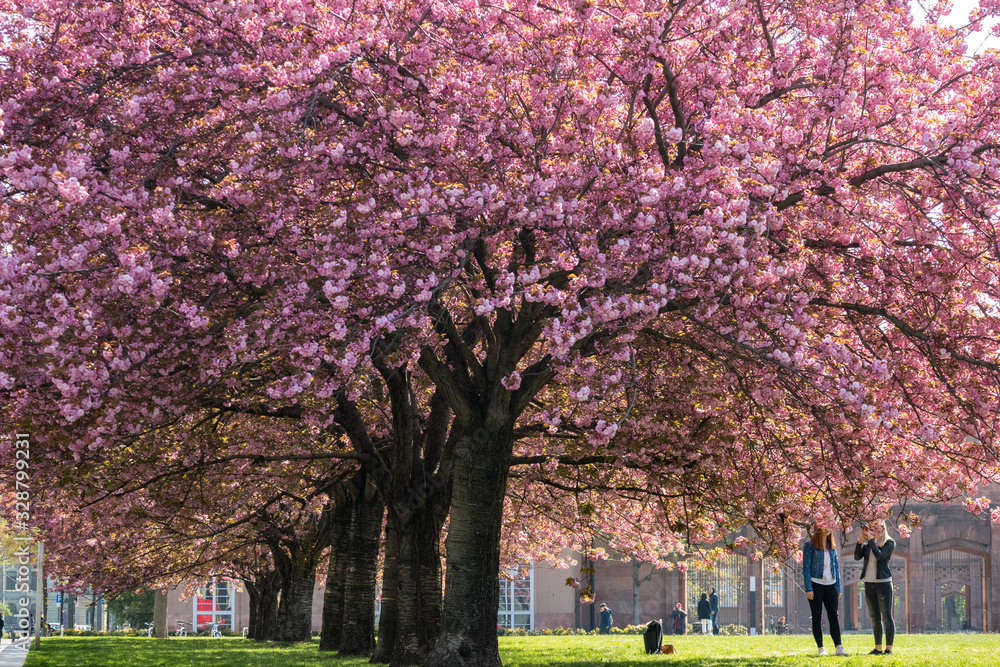 Leipzig, Germany, 18-04-2019 Prunus serrulata or Japanese cherry in the center of Leipzig Leipzig, Germany, 18-04-2019 Prunus serrulata or Japanese cherry in the center of Leipzig