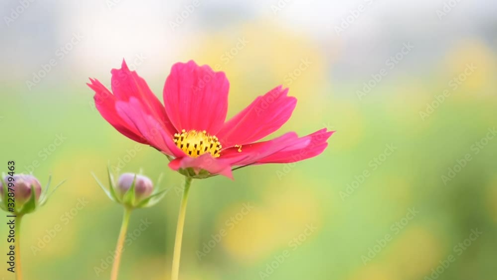 Closeup video of pink and purple cosmos flowers which blowing with wind in the late afternoon day. Closeup video of pink and purple cosmos flowers which blowing with wind in the late afternoon day.